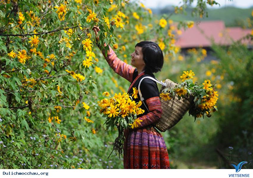 Rực Rỡ Sắc Màu Của Những Loài Hoa Dại Tháng 11, 12 Ở Mộc Châu - Ảnh 7