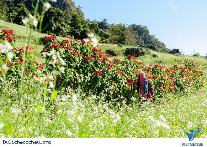 Rực Rỡ Sắc Màu Của Những Loài Hoa Dại Tháng 11, 12 Ở Mộc Châu - Ảnh 11