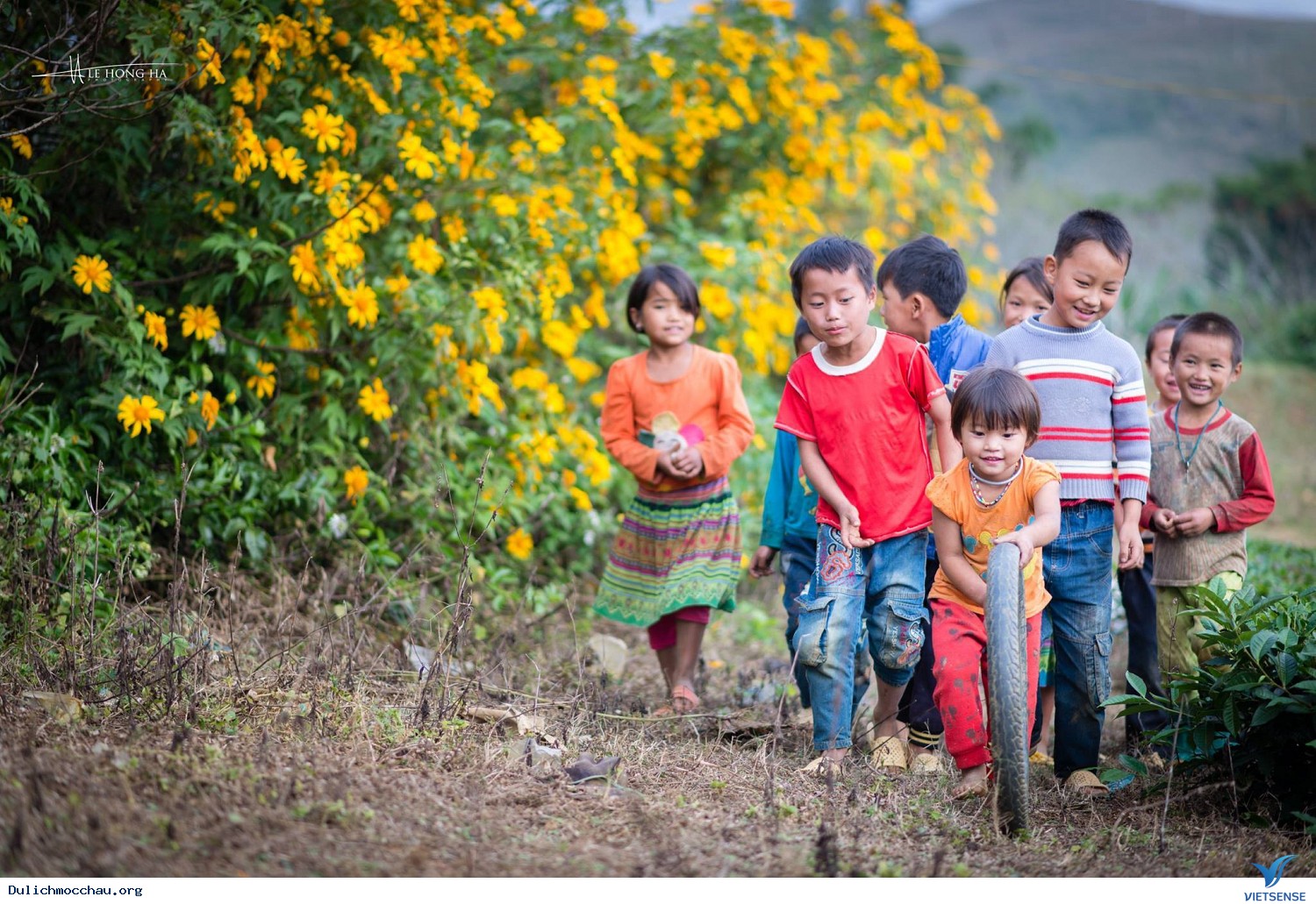 Rực Rỡ Sắc Màu Của Những Loài Hoa Dại Tháng 11, 12 Ở Mộc Châu - Ảnh 8