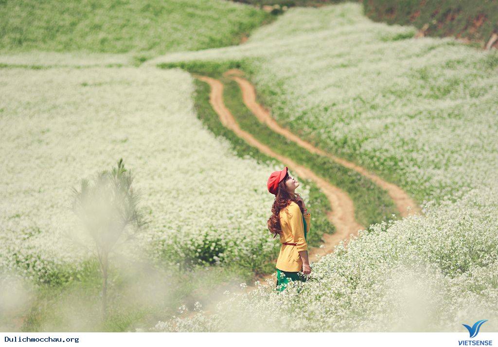 Rực Rỡ Sắc Màu Của Những Loài Hoa Dại Tháng 11, 12 Ở Mộc Châu - Ảnh 1