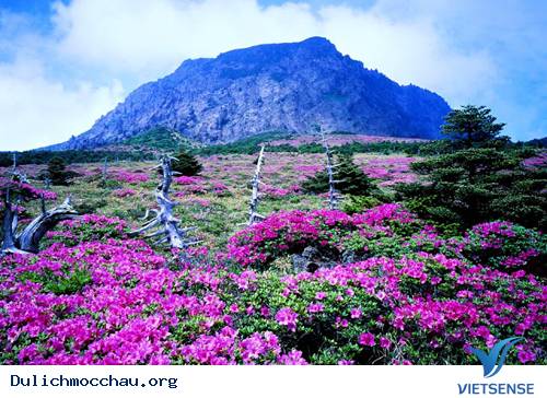 Sắc Xuân Lãng Mạn Trên Đảo Jeju - Ảnh 1 Sắc Xuân Lãng Mạn Trên Đảo Jeju - Ảnh 1