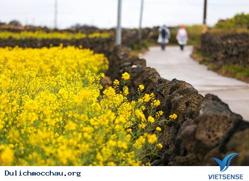 Sắc Xuân Lãng Mạn Trên Đảo Jeju - Ảnh 2 Sắc Xuân Lãng Mạn Trên Đảo Jeju - Ảnh 2