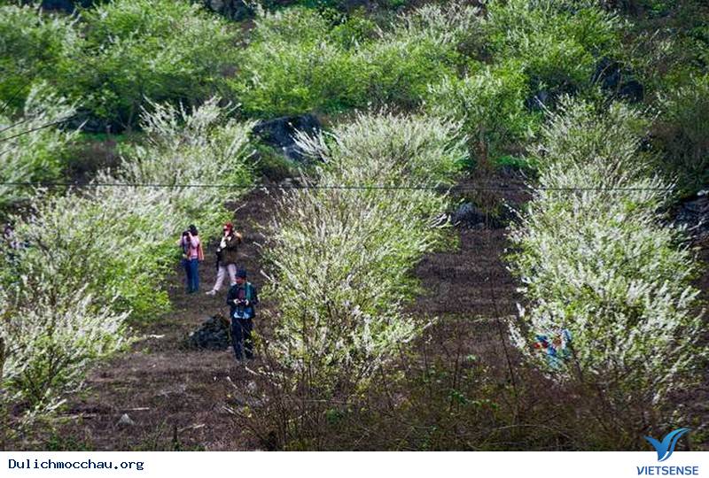 Say Lòng Nét Đẹp Mùa Hoa Mận Trắng Mộc Châu - Ảnh 1