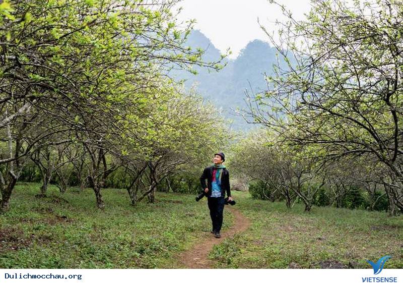 Say Lòng Nét Đẹp Mùa Hoa Mận Trắng Mộc Châu - Ảnh 13