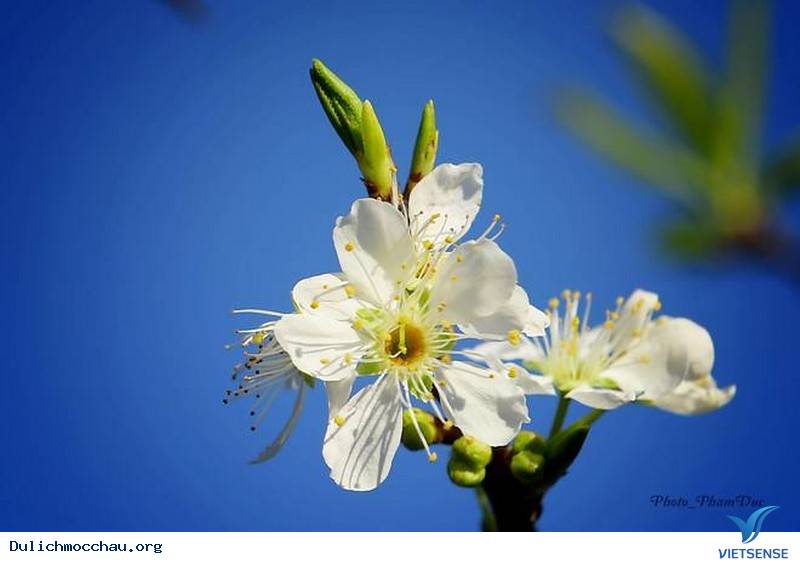Say Lòng Nét Đẹp Mùa Hoa Mận Trắng Mộc Châu - Ảnh 7