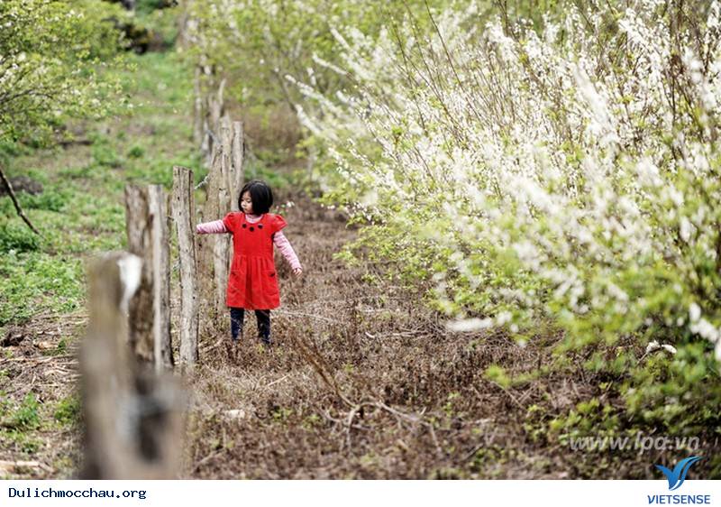 Say Lòng Nét Đẹp Mùa Hoa Mận Trắng Mộc Châu - Ảnh 3