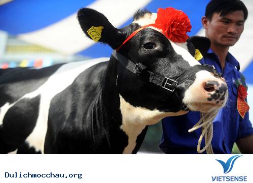 Sôi Động Cuộc Thi Hoa Hậu Bò Sữa Mộc Châu 2014 - Ảnh 1