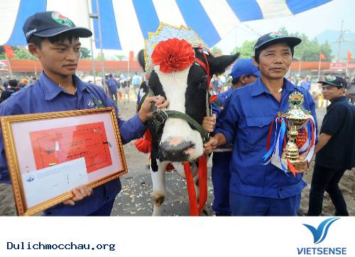 Sôi Động Cuộc Thi Hoa Hậu Bò Sữa Mộc Châu 2014 - Ảnh 3