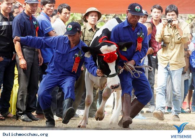 Sôi Động Cuộc Thi Hoa Hậu Bò Sữa Mộc Châu 2014 - Ảnh 2