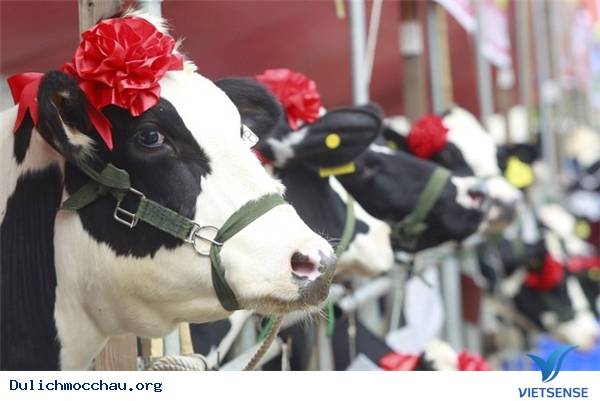 Tất Tần Tật Những Điều Bạn Chưa Biết Về Mộc Châu - Ảnh 1