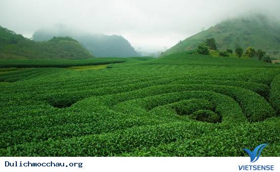 Tất Tần Tật Những Điều Bạn Chưa Biết Về Mộc Châu - Ảnh 6