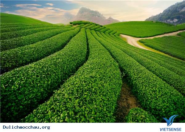 Tất Tần Tật Những Điều Bạn Chưa Biết Về Mộc Châu - Ảnh 5