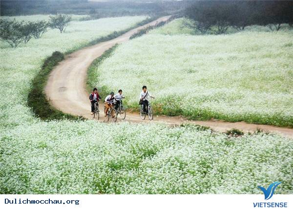 Tất Tần Tật Những Điều Bạn Chưa Biết Về Mộc Châu - Ảnh 12