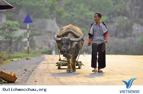 Thăm Mộc Châu Mùa Hoa Mận - Ảnh 6 Thăm Mộc Châu Mùa Hoa Mận - Ảnh 6