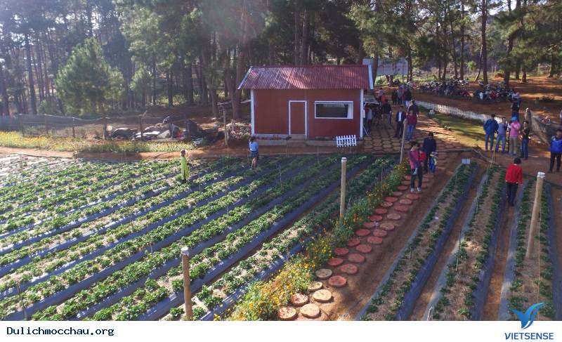 Tháng 11 về với Mộc Châu thơ mộng - Ảnh 3