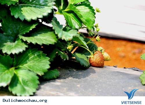 Tháng 3 Mộc Châu Mùa Dâu Chín Đỏ - Ảnh 3 Tháng 3 Mộc Châu Mùa Dâu Chín Đỏ - Ảnh 3