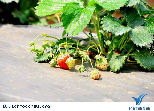 Tháng 3 Mộc Châu Mùa Dâu Chín Đỏ - Ảnh 1 Tháng 3 Mộc Châu Mùa Dâu Chín Đỏ - Ảnh 1