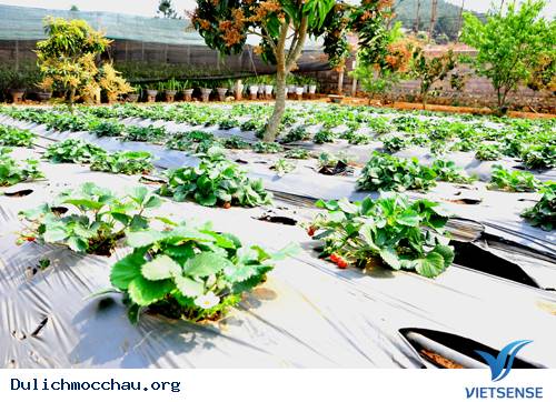 Tháng 3 Mộc Châu Mùa Dâu Chín Đỏ - Ảnh 2 Tháng 3 Mộc Châu Mùa Dâu Chín Đỏ - Ảnh 2