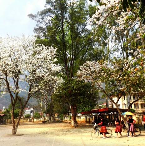Tháng 3, Ngỡ Ngàng Mộc Châu Mùa Hoa Ban Nở - Ảnh 4