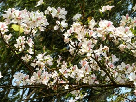 Tháng 3, Ngỡ Ngàng Mộc Châu Mùa Hoa Ban Nở - Ảnh 2