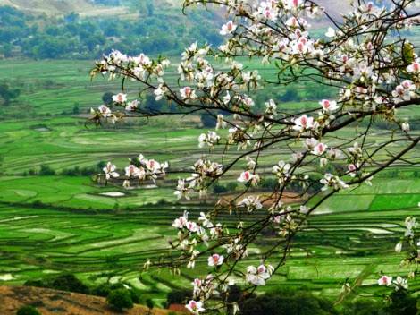 Tháng 3, Ngỡ Ngàng Mộc Châu Mùa Hoa Ban Nở - Ảnh 3