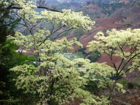 Tháng 3, Ngỡ Ngàng Mộc Châu Mùa Hoa Ban Nở - Ảnh 5