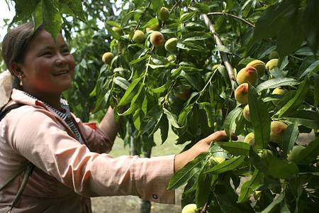 Đào Non Mộc Châu Đào Non Mộc Châu
