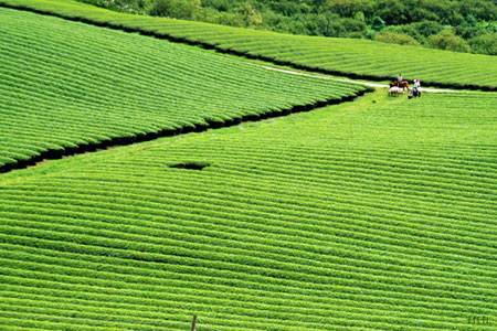 Đồi chè Mộc Châu Đồi chè Mộc Châu