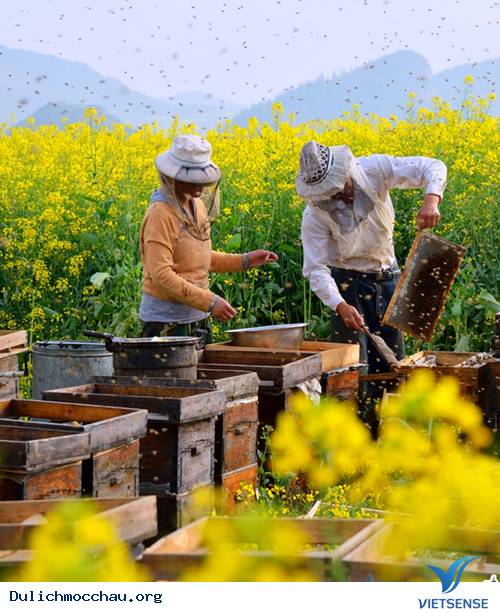 Tháng Ba Đến La Bình Thăm Mùa Hoa Cải - Ảnh 3 Tháng Ba Đến La Bình Thăm Mùa Hoa Cải - Ảnh 3