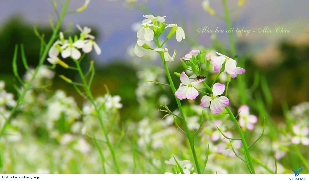 Những điều cần biết về Hoa Cải Mộc Châu - Ảnh 5 Những điều cần biết về Hoa Cải Mộc Châu - Ảnh 5
