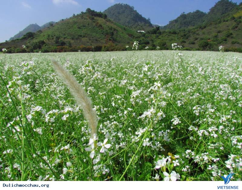 Những điều cần biết về Hoa Cải Mộc Châu - Ảnh 3 Những điều cần biết về Hoa Cải Mộc Châu - Ảnh 3