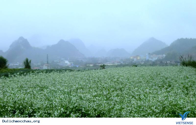 Những điều cần biết về Hoa Cải Mộc Châu - Ảnh 4 Những điều cần biết về Hoa Cải Mộc Châu - Ảnh 4