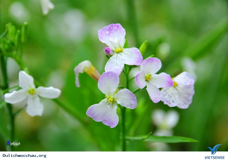 Những điều cần biết về Hoa Cải Mộc Châu - Ảnh 1 Những điều cần biết về Hoa Cải Mộc Châu - Ảnh 1