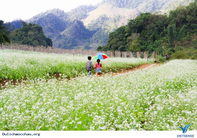 Những điều cần biết về Hoa Cải Mộc Châu - Ảnh 6 Những điều cần biết về Hoa Cải Mộc Châu - Ảnh 6