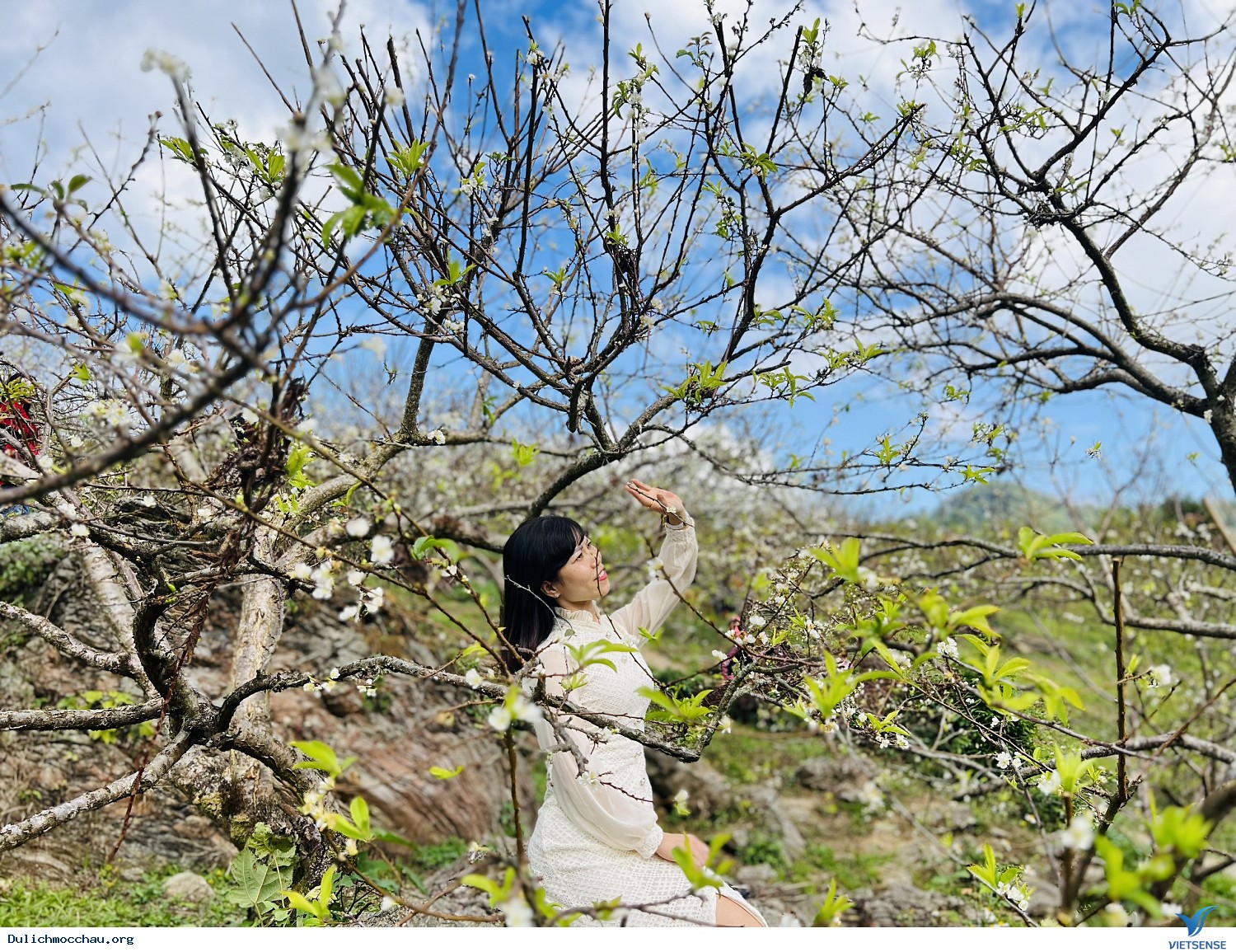 Thung lũng Mận Nà Ka - Đồi Chè Mộc Châu - Ảnh 1 Thung lũng Mận Nà Ka - Đồi Chè Mộc Châu - Ảnh 1