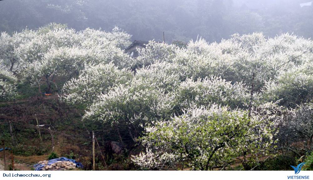 Thung Lũng Mận Nà Ka - Thiên Đường Giữa Lưng Chừng Mây - Ảnh 6