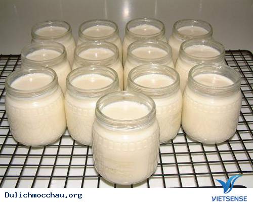 Thưởng Thức Món Sữa Bò Non Mộc Châu - Ảnh 3 Thưởng Thức Món Sữa Bò Non Mộc Châu - Ảnh 3