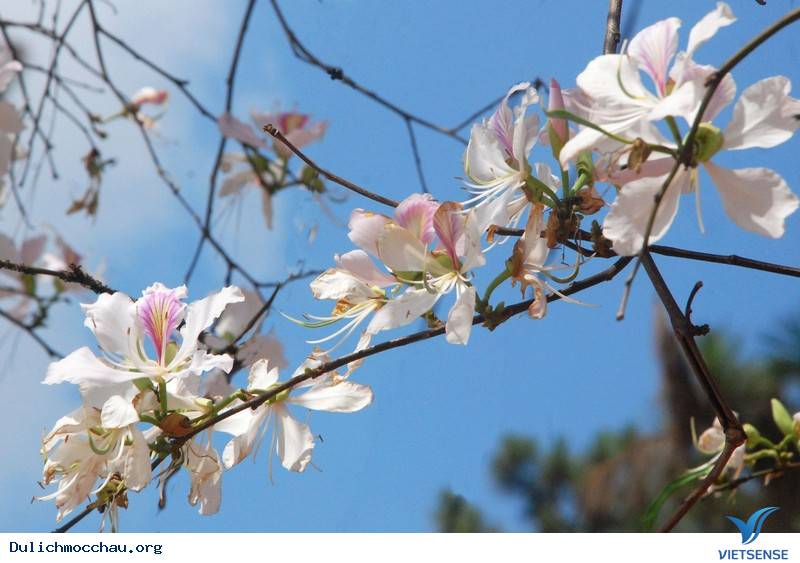 Tìm Về Mộc Châu - Miền Đất 4 Mùa Hoa Nở - Ảnh 10