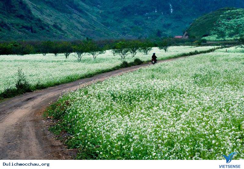 Tìm Về Mộc Châu - Miền Đất 4 Mùa Hoa Nở - Ảnh 7