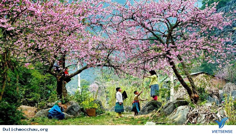 Tìm Về Mộc Châu - Miền Đất 4 Mùa Hoa Nở - Ảnh 1