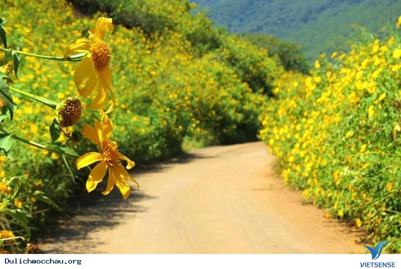Tìm Về Mộc Châu - Miền Đất 4 Mùa Hoa Nở - Ảnh 8