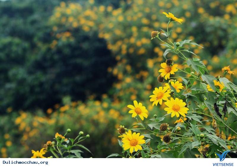 Tìm Về Mộc Châu - Miền Đất 4 Mùa Hoa Nở - Ảnh 9