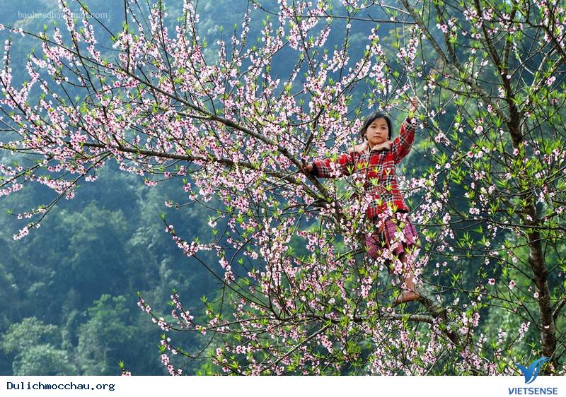 Tìm Về Mộc Châu - Miền Đất 4 Mùa Hoa Nở - Ảnh 3