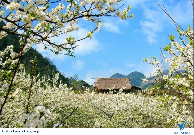 Tìm Về Mộc Châu - Miền Đất 4 Mùa Hoa Nở - Ảnh 5
