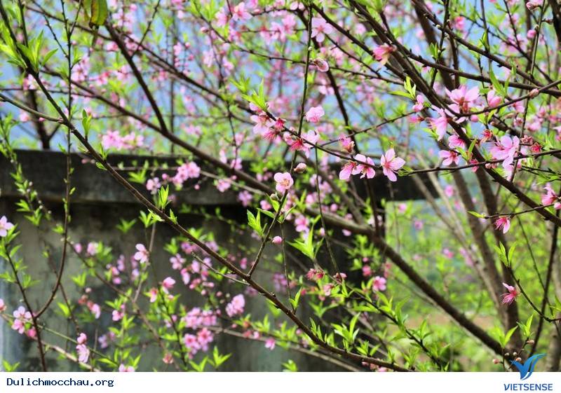 Tìm Về Mộc Châu - Miền Đất 4 Mùa Hoa Nở - Ảnh 2