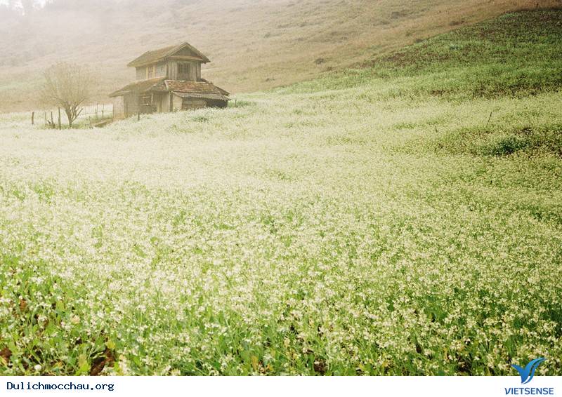 Tìm Về Mộc Châu - Miền Đất 4 Mùa Hoa Nở - Ảnh 6