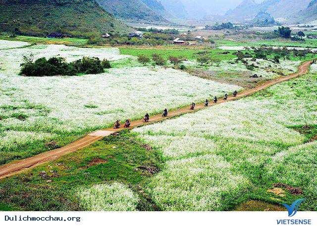 Săn hoa cải trắng ở đâu? Địa điểm nào đẹp? - Ảnh 1