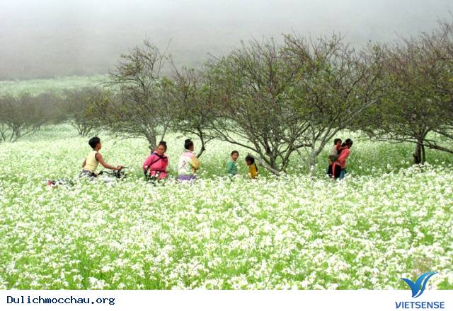 Toàn bộ Kinh Nghiệm Khám Phá Mộc Châu mùa hoa cải - Ảnh 1