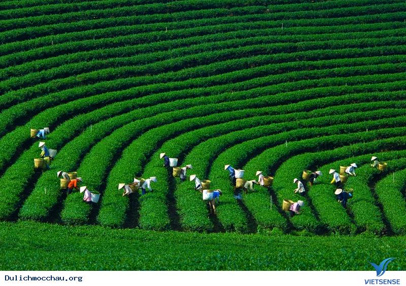 Vị Trí Mộc Châu ? Mộc Châu nằm ở đâu ? - Ảnh 2 Vị Trí Mộc Châu ? Mộc Châu nằm ở đâu ? - Ảnh 2