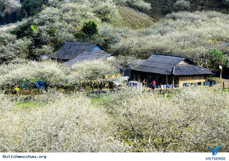 Vườn Hoa Nhiệt Đới Mộc Châu Vườn Hoa Nhiệt Đới Mộc Châu